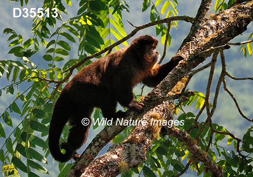 Black-horned Capuchin (Sapajus nigritus)